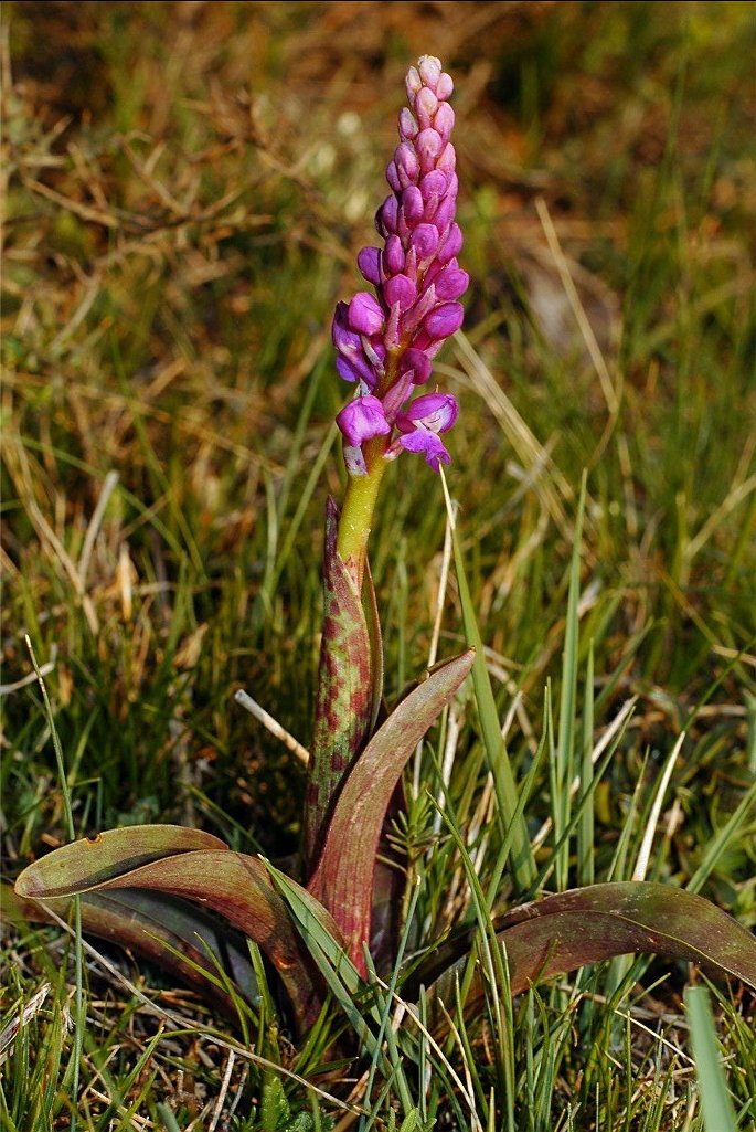 Orchis tenera (= Orchis mascula)